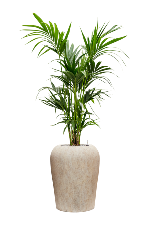 Kentia in Mineral pot