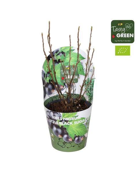 Ribes Low® Little Black Sugar® Bio P14