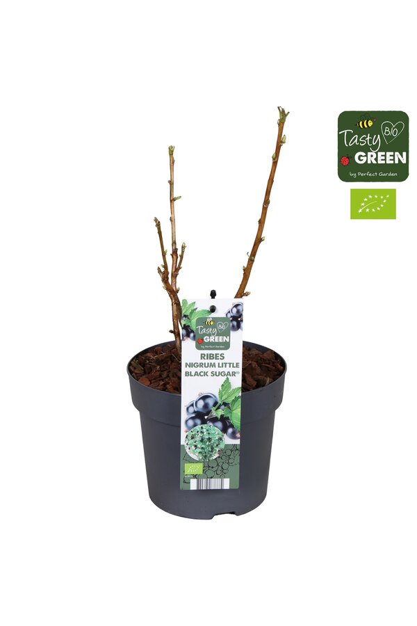 Ribes Low® Little Black Sugar® Bio P14