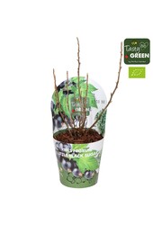 Ribes Low® Little Black Sugar® Bio P14