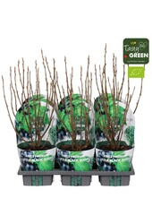 Ribes Low® Little Black Sugar® Bio P14