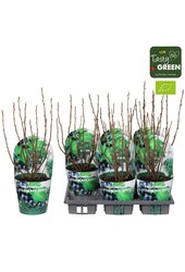 Ribes Low® Little Black Sugar® Bio P14