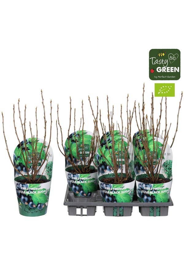 Ribes Low® Little Black Sugar® Bio P14