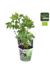 Ribes Low® Little Black Sugar® Bio P14