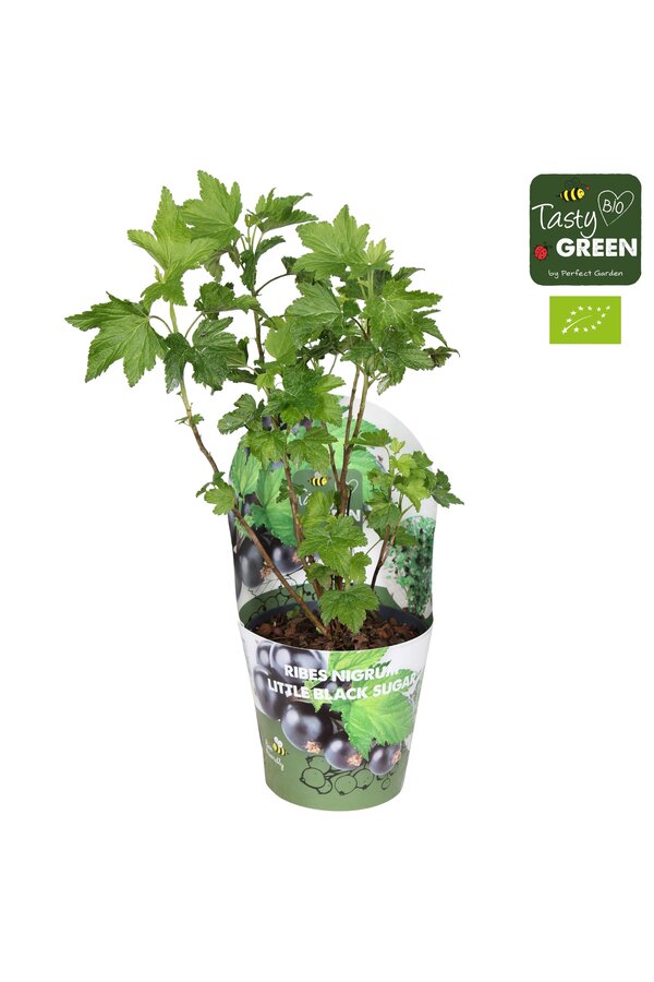 Ribes Low® Little Black Sugar® Bio P14