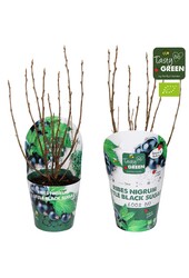 Ribes Low® Little Black Sugar® Bio P14