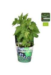 Ribes Low® Little Black Sugar® Bio P14
