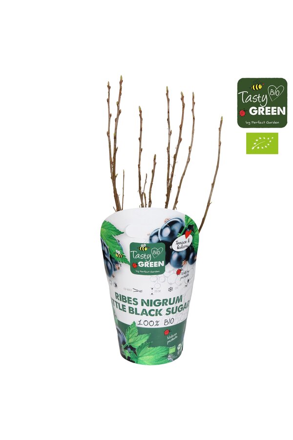 Ribes Low® Little Black Sugar® Bio P14