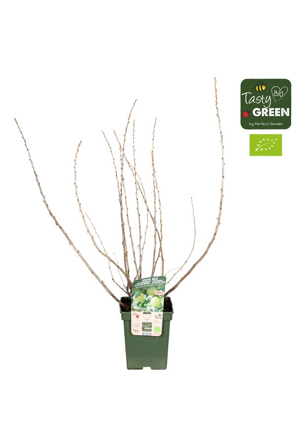 Ribes uva-crispa Easycrisp® Mr. Green® Bio P23