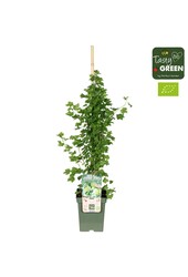 Ribes uva-crispa Easycrisp® Mr. Green® Bio P23