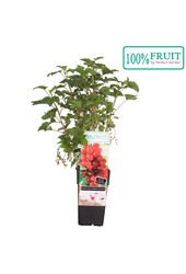 Ribes rubrum Jonkheer van Tets P15