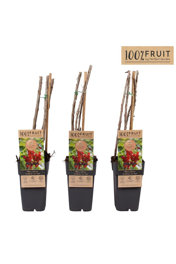 Ribes rubrum Jonkheer van Tets P15