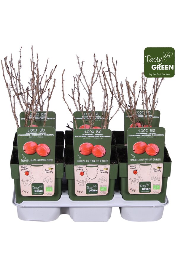 Ribes uva-crispa Captivator Bio P13