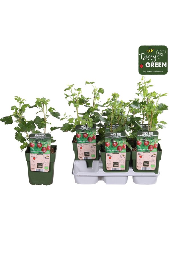 Ribes uva-crispa Captivator Bio P13