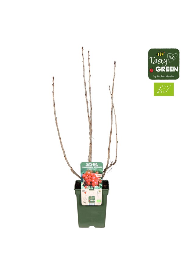 Ribes Ribest® Lisette® Bio P23