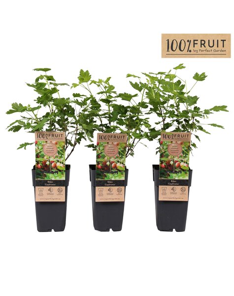 Ribes uva-crispa Captivator P15