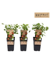 Ribes uva-crispa Hinnonmäki Röd P15