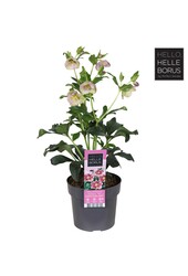 Helleborus orientalis Hello Pink P17