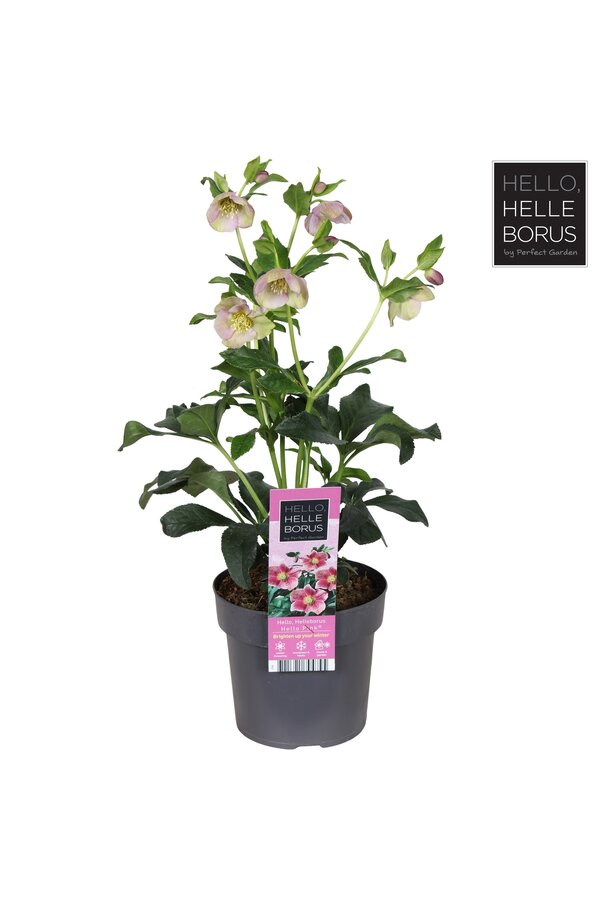 Helleborus orientalis Hello Pink P17