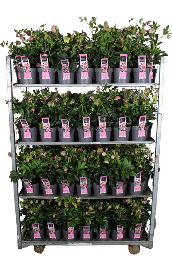 Helleborus orientalis Hello Pink P17