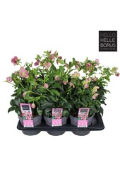Helleborus orientalis Hello Pink P17