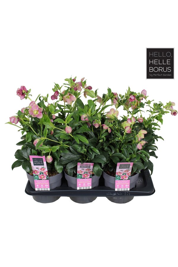 Helleborus orientalis Hello Pink P17