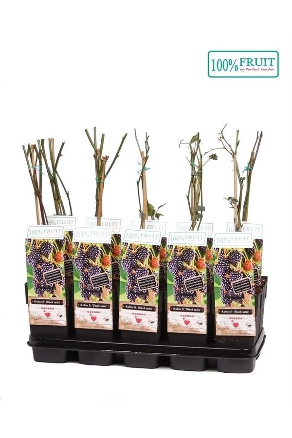 Rubus fruticosus Black Satin P15