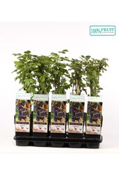 Rubus fruticosus Black Satin P15