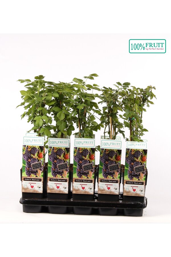 Rubus fruticosus Black Satin P15