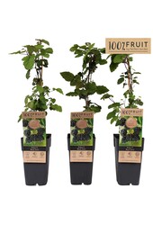 Rubus fruticosus Black Satin P15
