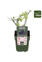 Rubus fruticosus Thornless Evergreen Bio P13