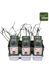 Rubus fruticosus Thornless Evergreen Bio P13