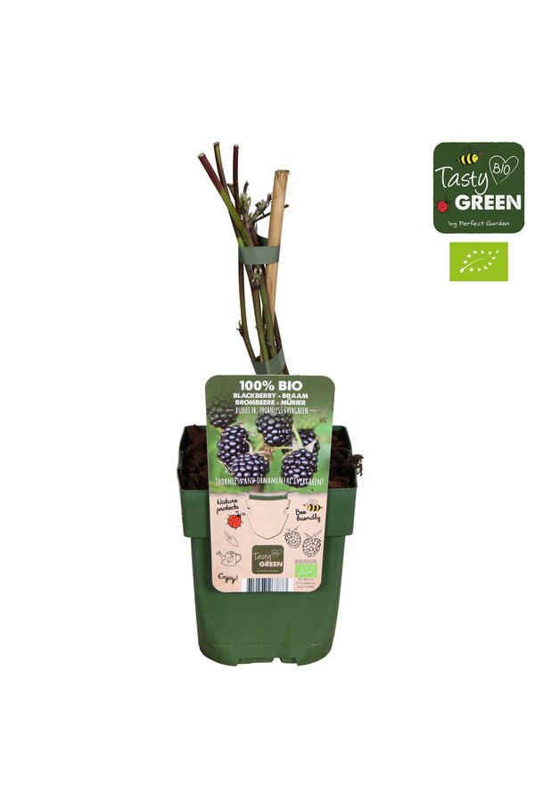 Rubus fruticosus Thornless Evergreen Bio P13