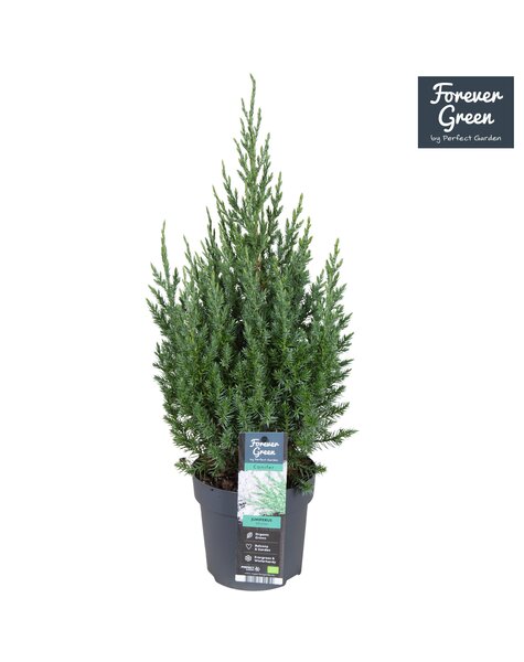 Juniperus chinensis Stricta P14