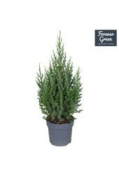 Juniperus chinensis Stricta P14