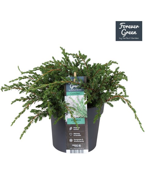 Juniperus communis Repanda P14
