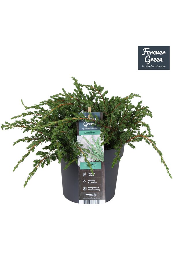 Juniperus communis Repanda P14