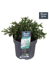 Juniperus communis Repanda P14