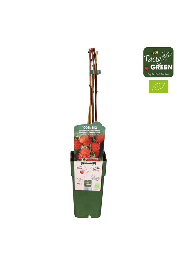 Rubus idaeus Heritage Bio P15