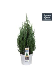 Juniperus chinensis Stricta P19 - Bio