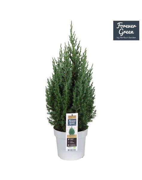 Juniperus chinensis Stricta P19 - Bio