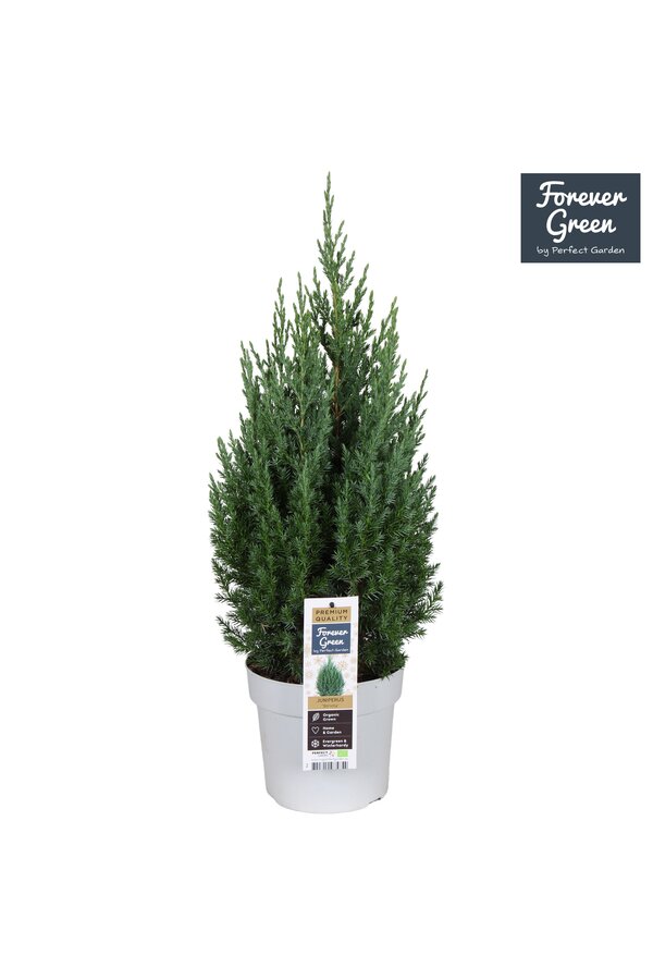 Juniperus chinensis Stricta P19 - Bio