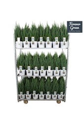 Juniperus chinensis Stricta P19 - Bio