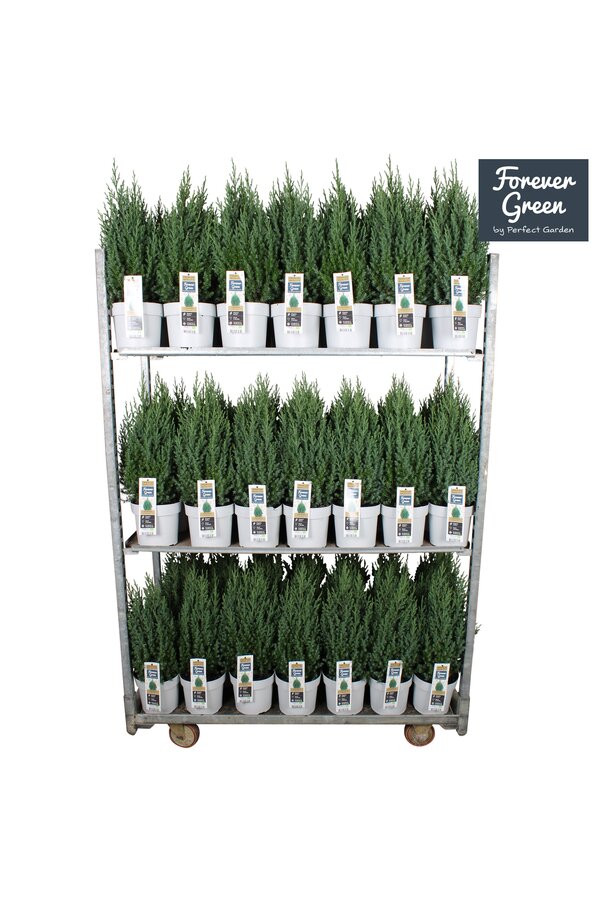 Juniperus chinensis Stricta P19 - Bio