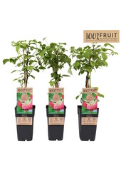 Rubus idaeus Willamette P15