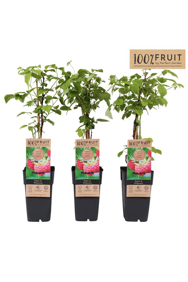 Rubus idaeus Willamette P15