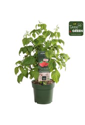 Rubus Low.® Little Sweet Sister® Patio Bio P23