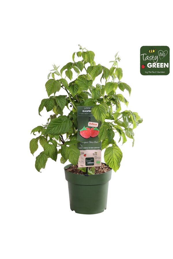 Rubus Low.® Little Sweet Sister® Patio Bio P23