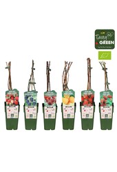 Rubus mix laag bio P15