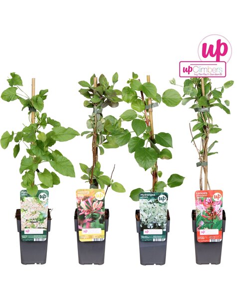 Klimplanten Clematis mix tray value P12